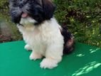 Shih Tzu Puppies