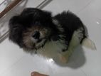Shih Tzu Puppy