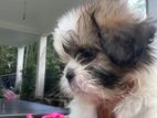 Shih Tzu Dog