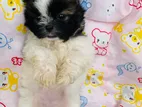 Shih Tzu Puppies