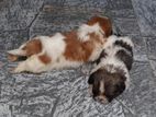 Shih Tzu Puppies