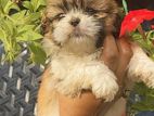 Shih Tzu Puppy
