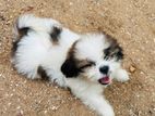 Shih Tzu Puppies