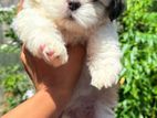 Shih Tzu Puppies