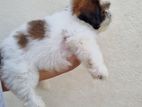 Shi Tzu Puppy
