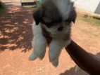 Shih Tzu Puppies