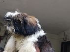 Shih Tzu Puppies