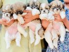 Shih Tzu Puppies