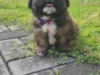Shih Tzu Puppy