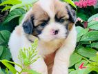 Shih Tzu Puppies