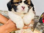 Shih Tzu Puppy