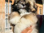 Shih Tzu Puppy