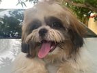 Shih tzu Puppies