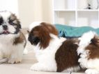 Shih Tzu Puppies