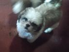 Shih Tzu Puppy