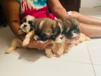 Shih Tzu Puppies