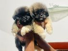 Shih Tzu Puppy
