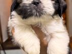 Shih Tzu Puppies
