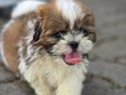 Shih Tzu