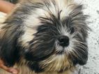 Shih Tzu Puppy
