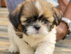 Shih Tzu