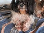 Shih Tzu Puppy