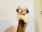 Shih Tzu Puppy