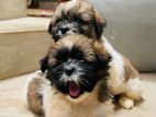 Shih Tzu Puppy