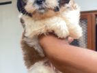 Shih Tzu Puppies