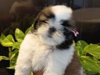 Shih Tzu Puppy