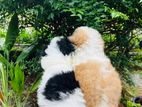 Shih Tzu Puppy