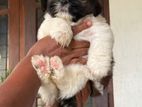Shih Tzu Puppy