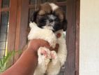 Shih Tzu Puppy