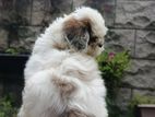 Shih Tzu Puppies