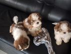 Shih tzu