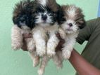 Shih Tzu Puppies