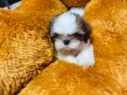 Shih Tzu