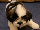 Shih Tzu Puppy