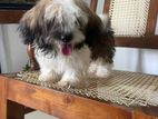 Shih Tzu Puppies