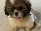 Shih Tzu Puppies