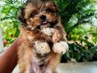 Shih Tzu Puppies