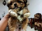 Shih Tzu Puppy