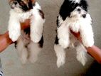 Shih Tzu Puppies