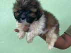 Shih tzu