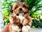 Shih Tzu Puppies