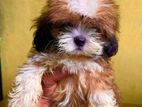 Shih Tzu Puppies