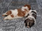 Shih tzu