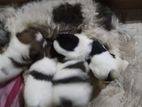 Shih Tzu Puppies