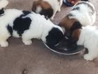 Shih Tzu Puppies