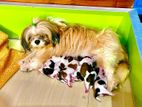 Shih Tzu Puppies